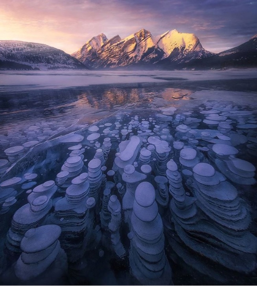 22 photos that prove that cows are the cutest creatures