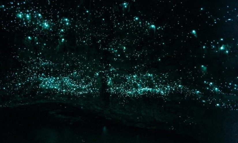 22 photos that prove that cows are the cutest creatures