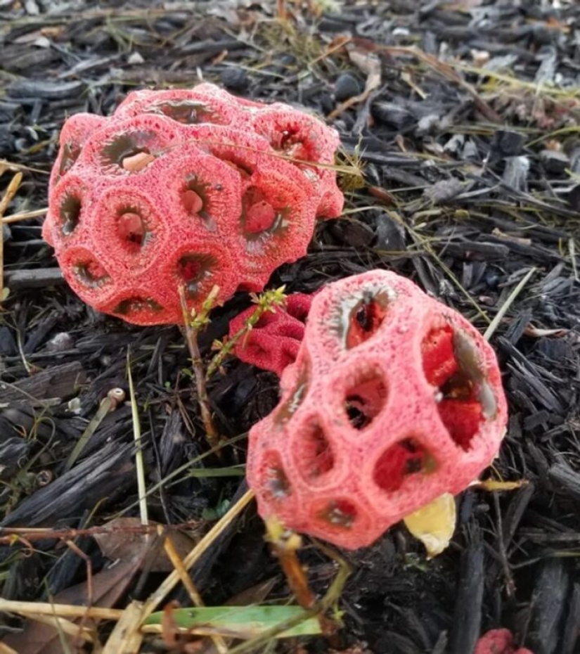 22 photos that prove that cows are the cutest creatures