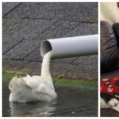 22 photos that you will have to look at twice to understand what is happening