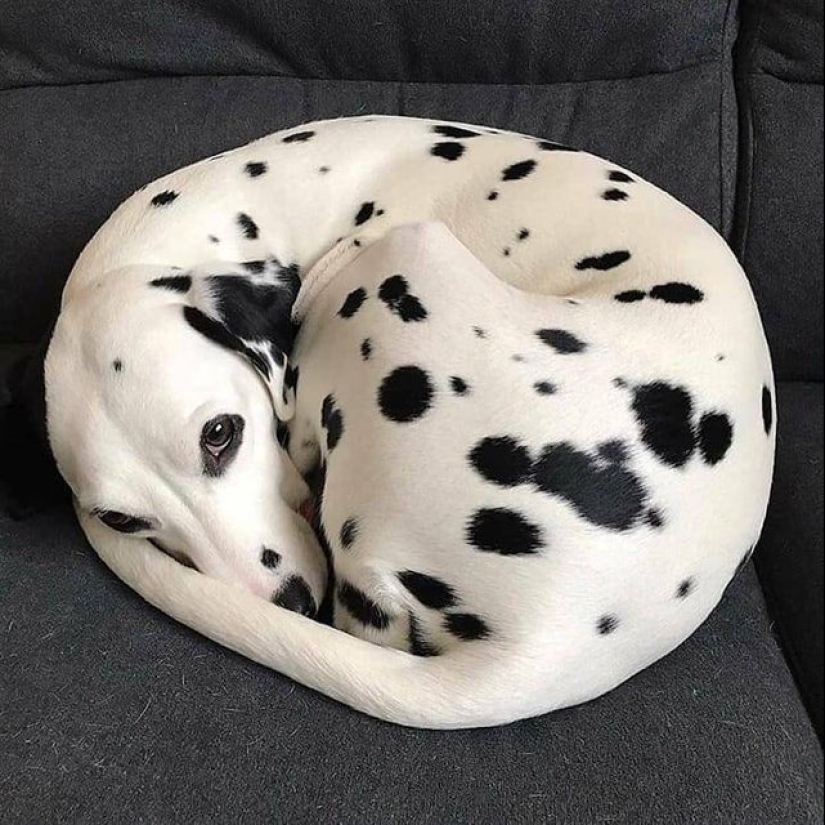 22 photos where the level of mimicry is off the scale 22 photos where the level of mimicry is off the scale