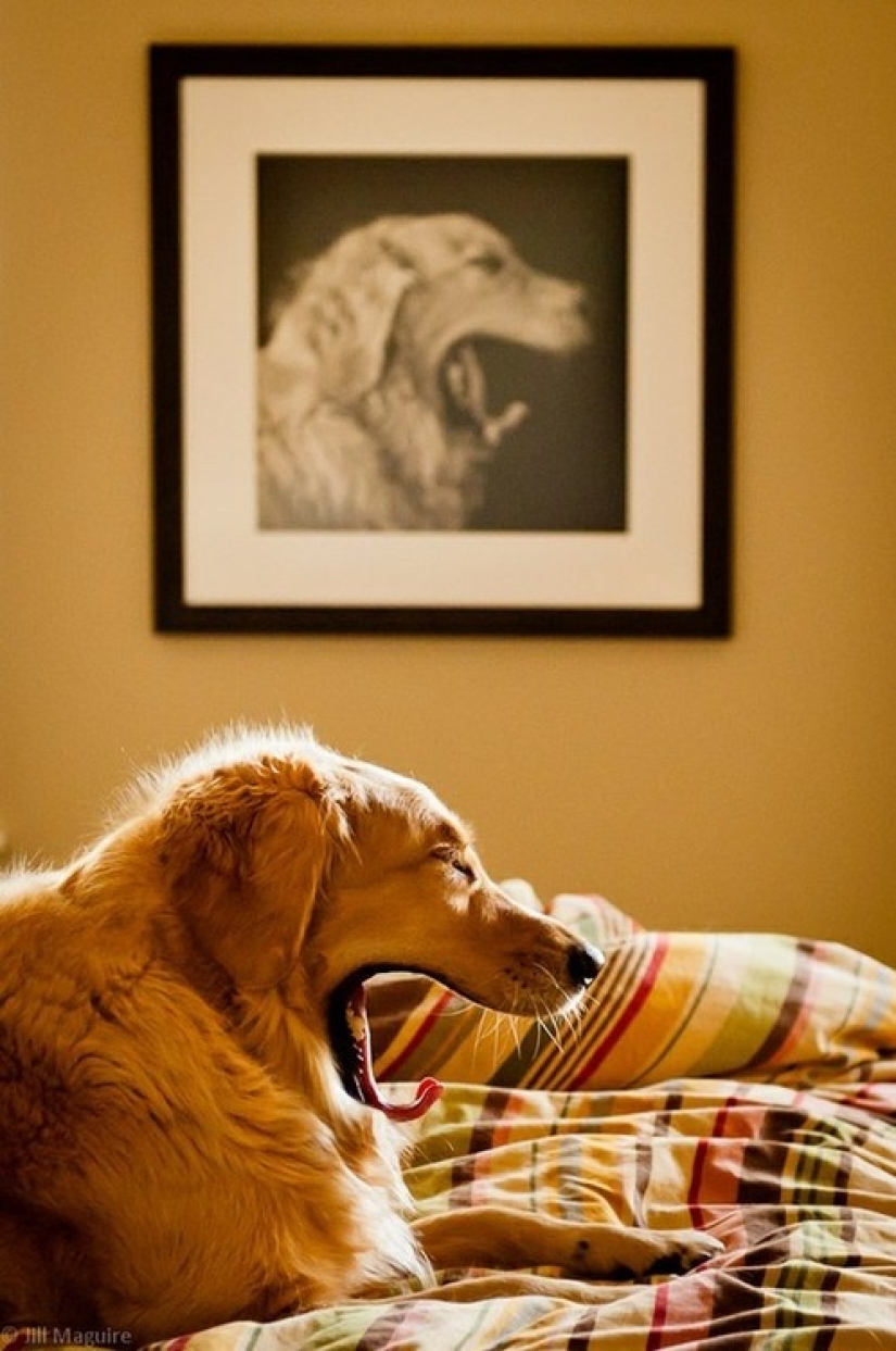 22 photos where you can't tell where life is and where art is