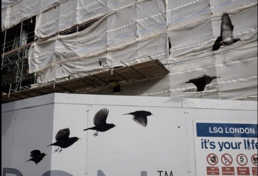 22 photos where you can't tell where life is and where art is