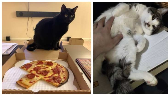 22 photos with cats and pizza. What could be more beautiful?