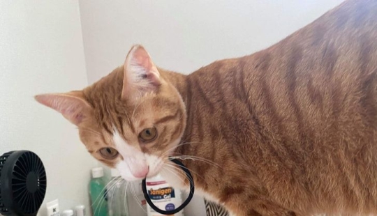 22 shameless and mustachioed weasels who have a "separate opinion" about prohibitions