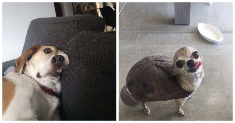 22 strange and funny photos with dogs