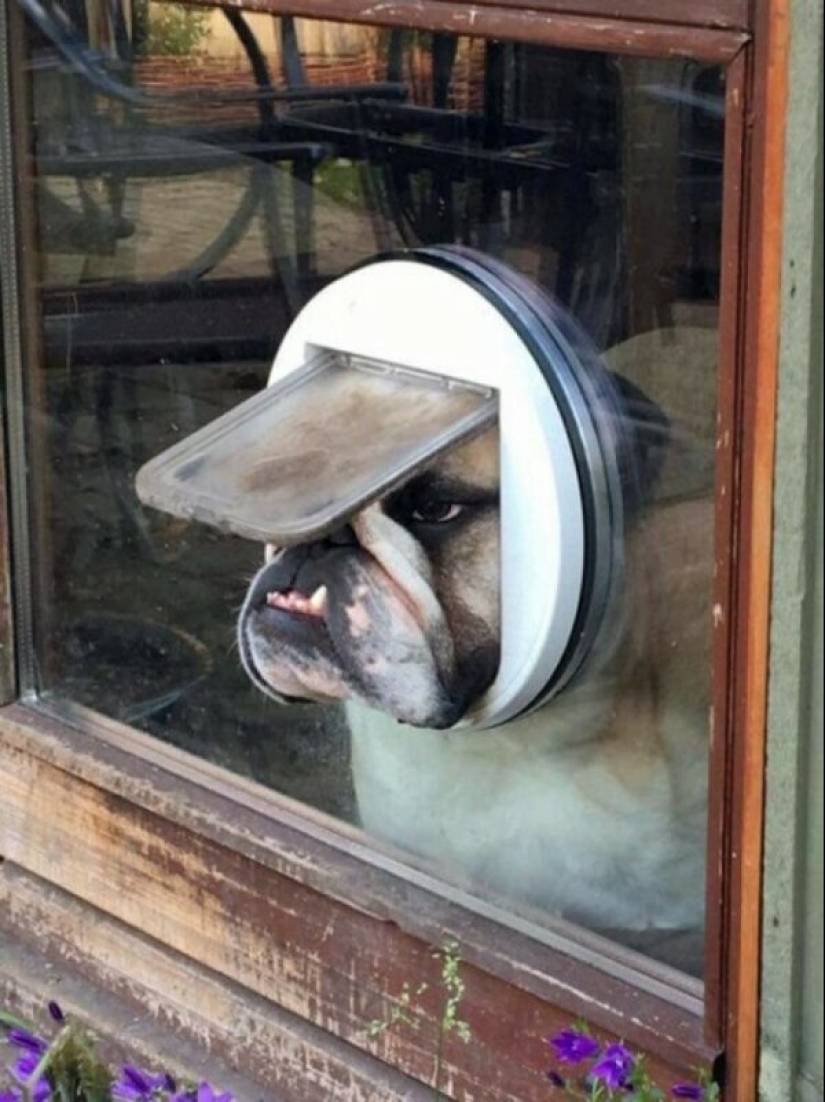 22 strange and funny photos with dogs