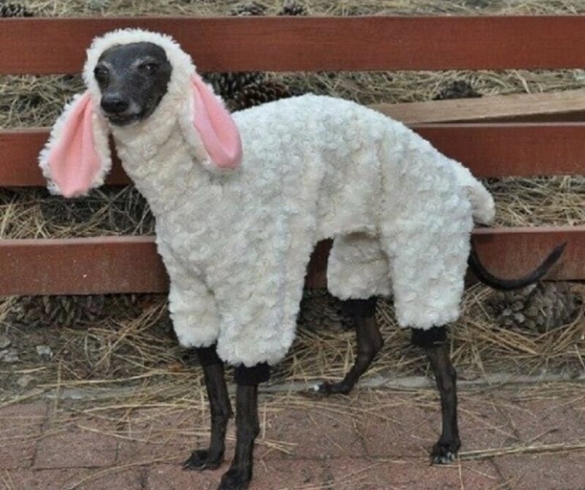 22 strange and funny photos with dogs