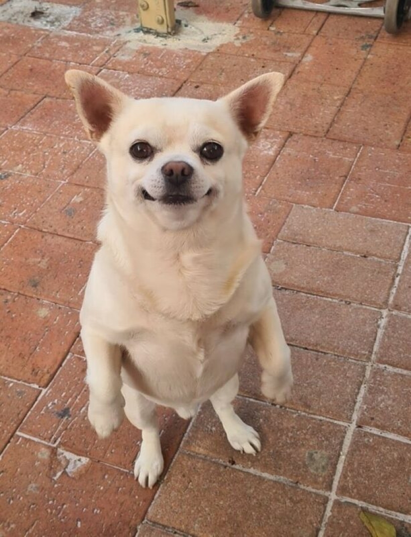 22 strange and funny photos with dogs