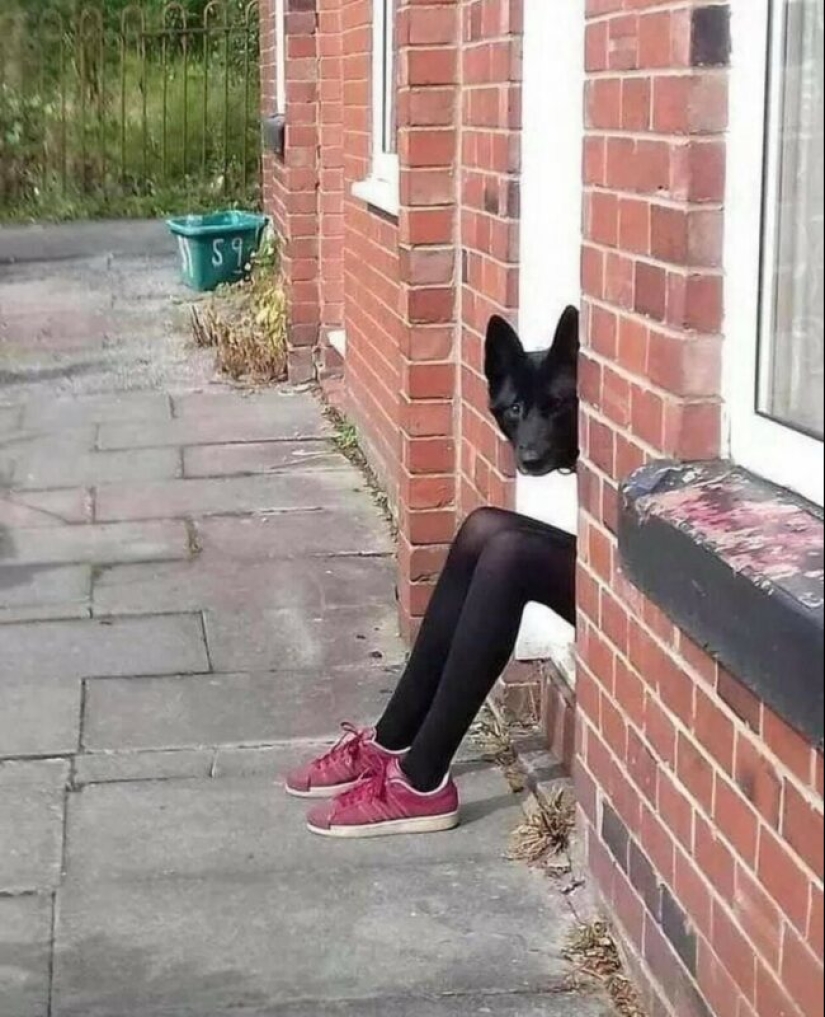 22 strange and funny photos with dogs