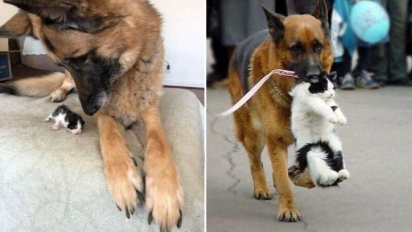 22 strange and funny photos with dogs