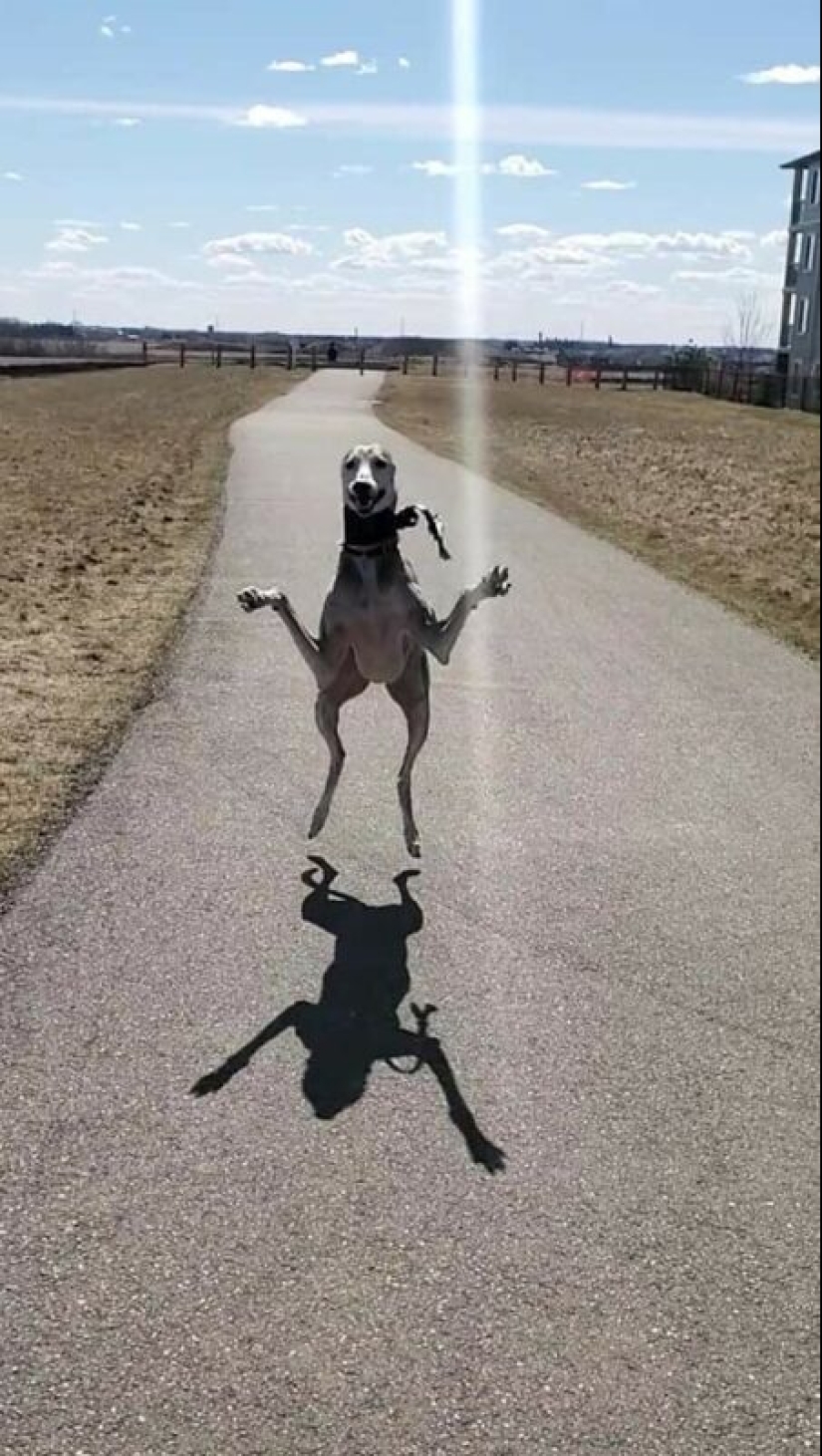 22 strange and funny photos with dogs