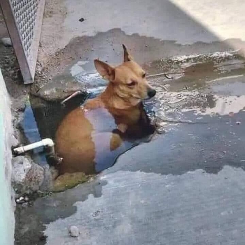 22 strange and funny photos with dogs