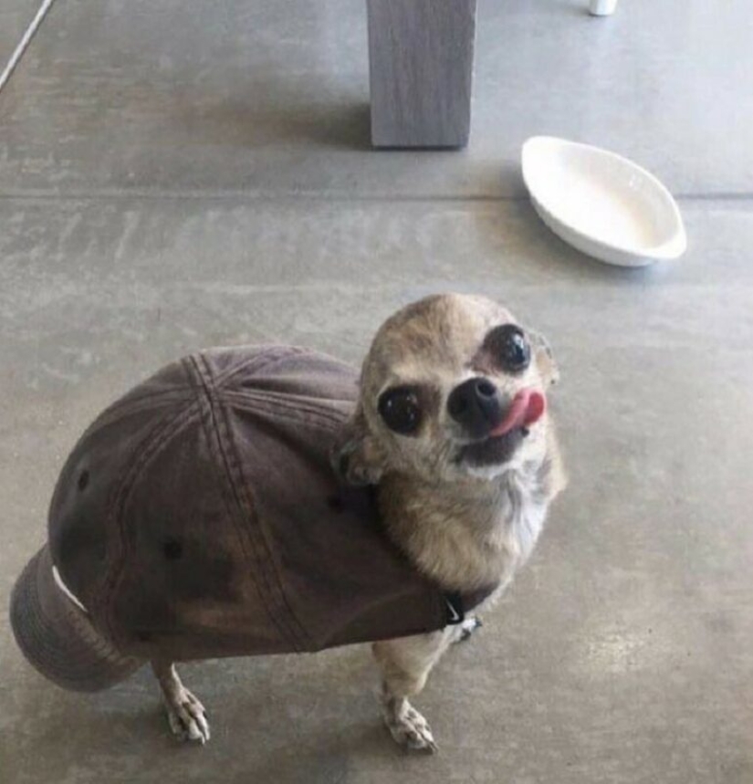 22 strange and funny photos with dogs