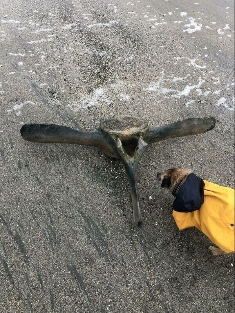 22 unexpected discoveries shared by netizens 22 unexpected discoveries shared by netizens