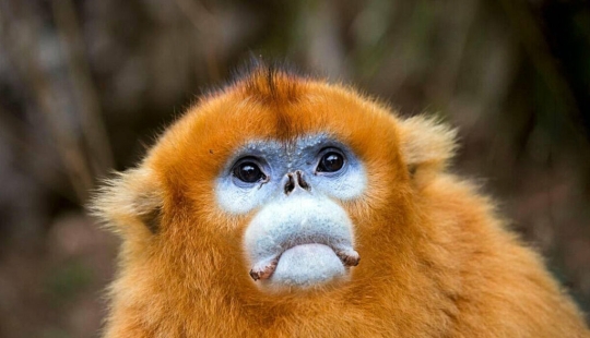 22 Unknown Animals That Will Surprise You With Their Unusualness