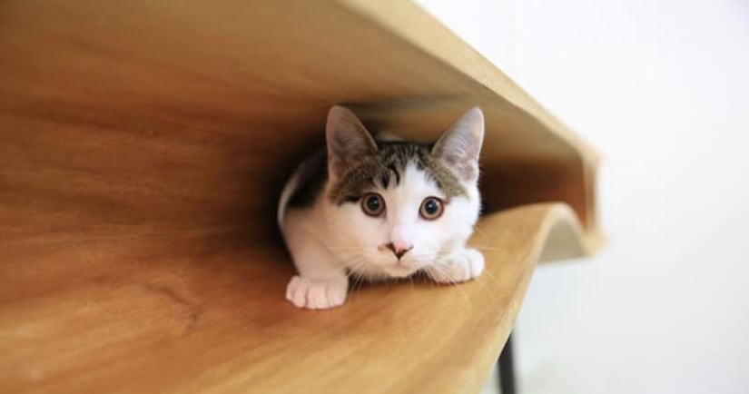 22 unusual things created by designers and craftsmen for animals 22 unusual things created by designers and craftsmen for animals