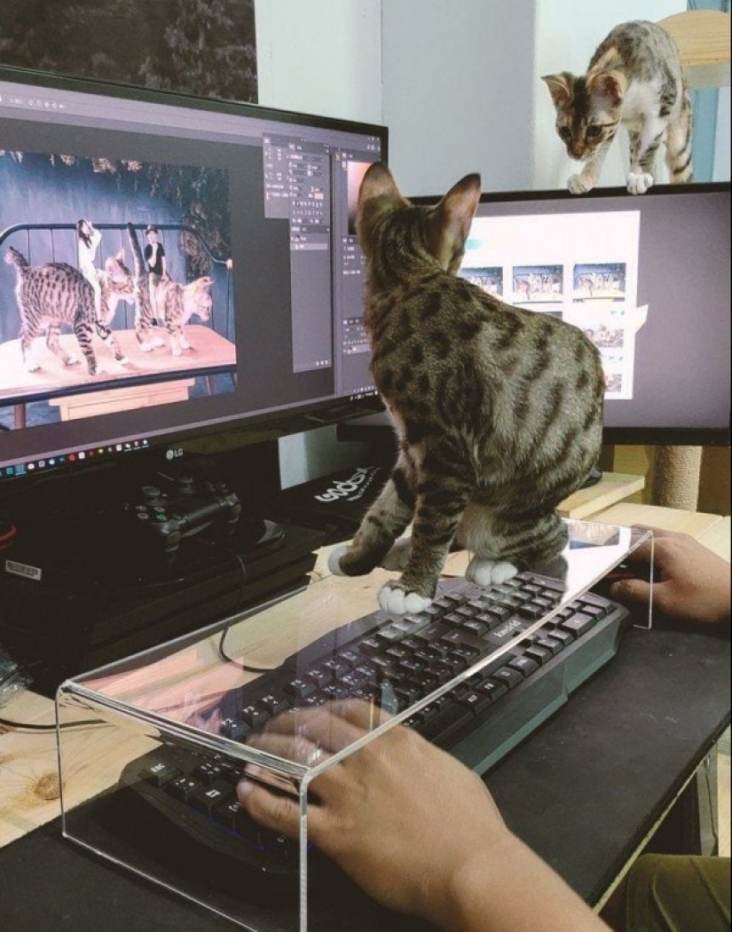 22 unusual things created by designers and craftsmen for animals 22 unusual things created by designers and craftsmen for animals