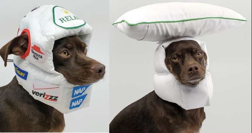 22 unusual things created by designers and craftsmen for animals 22 unusual things created by designers and craftsmen for animals