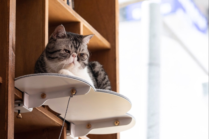 22 unusual things created by designers and craftsmen for animals 22 unusual things created by designers and craftsmen for animals