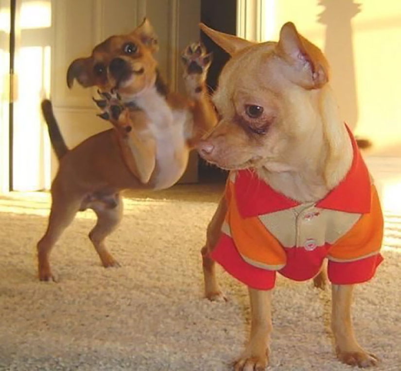 23 dogs who are photobombing geniuses 23 dogs who are photobombing geniuses