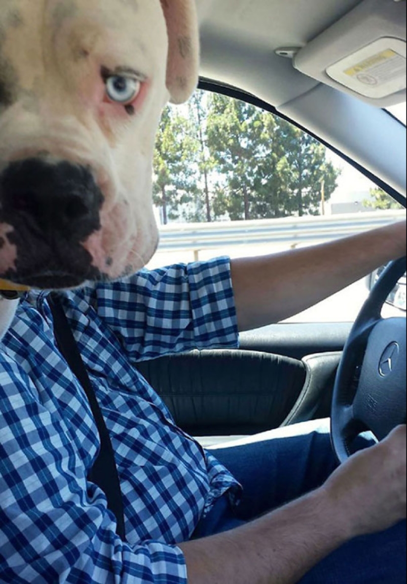 23 dogs who are photobombing geniuses 23 dogs who are photobombing geniuses