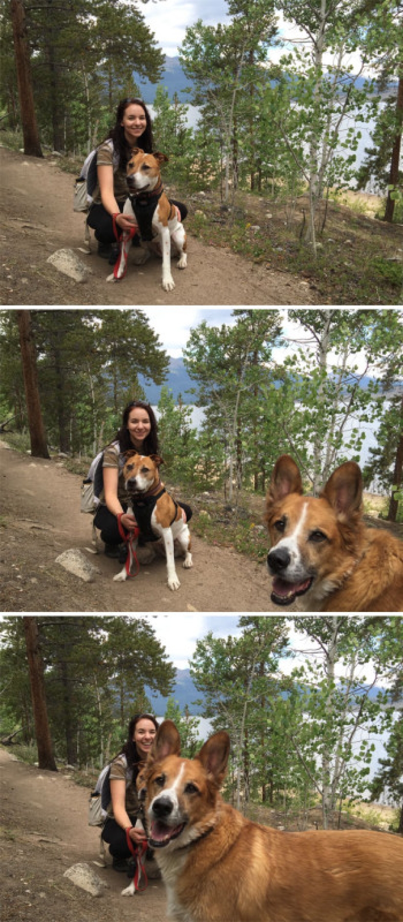 23 dogs who are photobombing geniuses 23 dogs who are photobombing geniuses