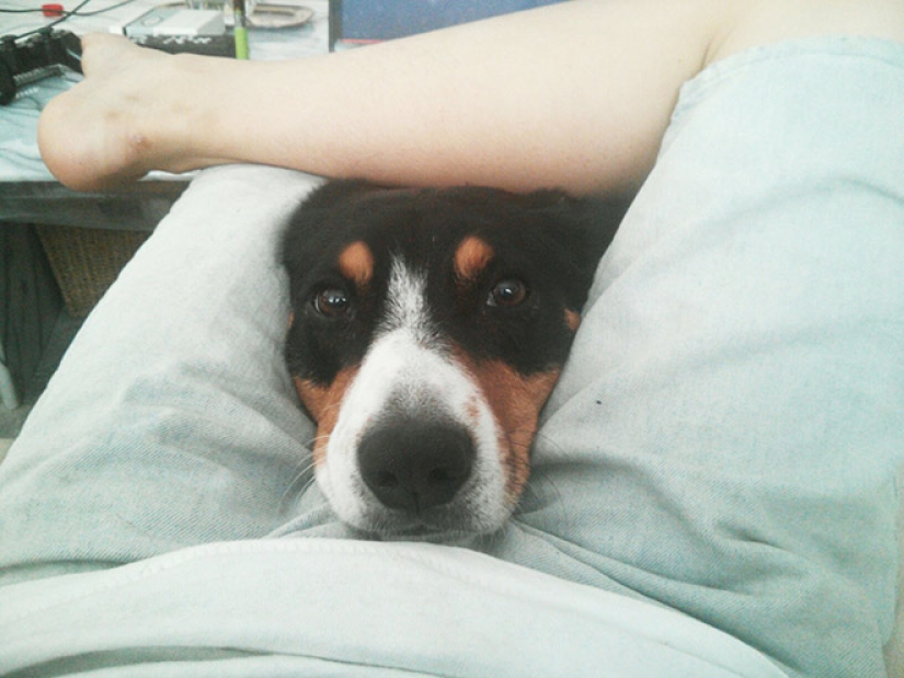 23 fotos de mascotas que literalmente se sentaron en la cabeza de los propietarios 23 fotos de mascotas que literalmente se sentaron en la cabeza de los propietarios