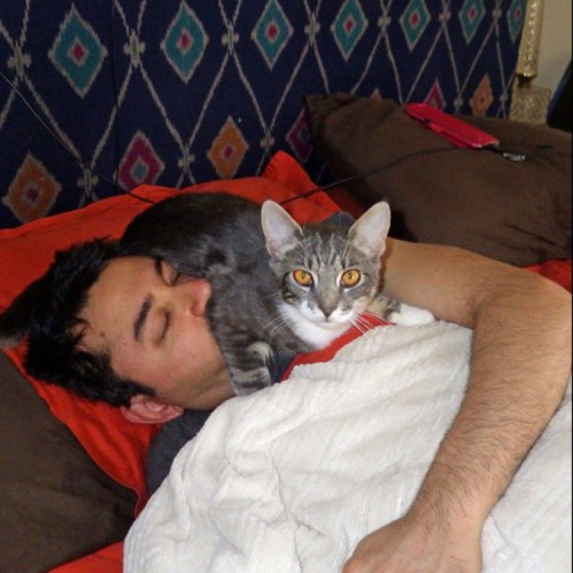 23 fotos de mascotas que literalmente se sentaron en la cabeza de los propietarios 23 fotos de mascotas que literalmente se sentaron en la cabeza de los propietarios