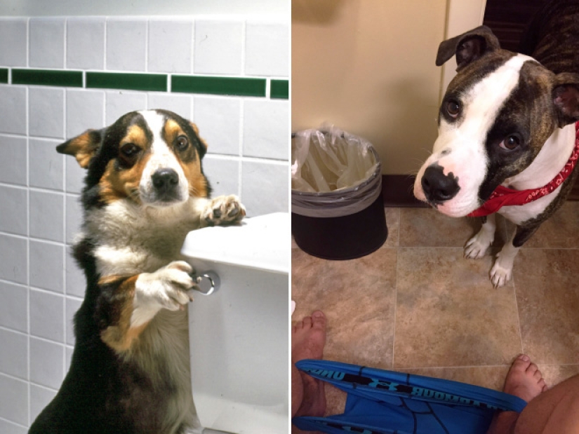 23 fotos de mascotas que literalmente se sentaron en la cabeza de los propietarios 23 fotos de mascotas que literalmente se sentaron en la cabeza de los propietarios