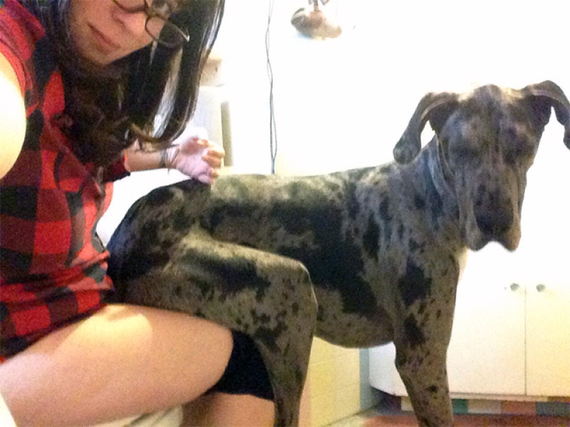 23 fotos de mascotas que literalmente se sentaron en la cabeza de los propietarios 23 fotos de mascotas que literalmente se sentaron en la cabeza de los propietarios