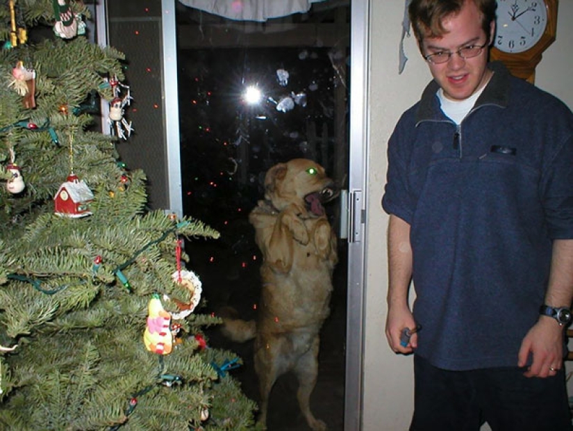 23 perros que son genios photobombing