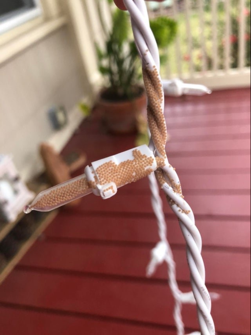 24 interesantes, pero oscuro sujeto, el cual tuve que pedir en la Red 24 interesantes, pero oscuro sujeto, el cual tuve que pedir en la Red