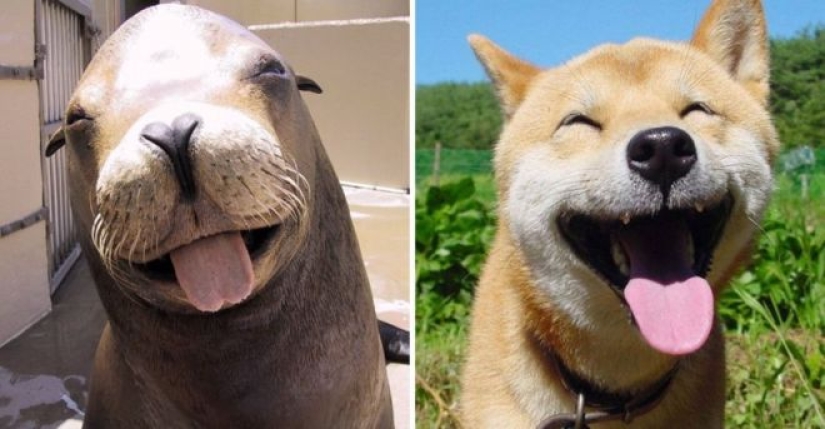 25 adorable photos that will convince you that dogs and seals — relatives 25 adorable photos that will convince you that dogs and seals — relatives