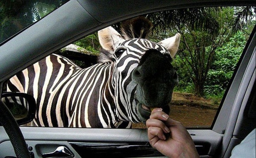 25 amos de animales que te" criarán " para galletas 25 amos de animales que te" criarán " para galletas