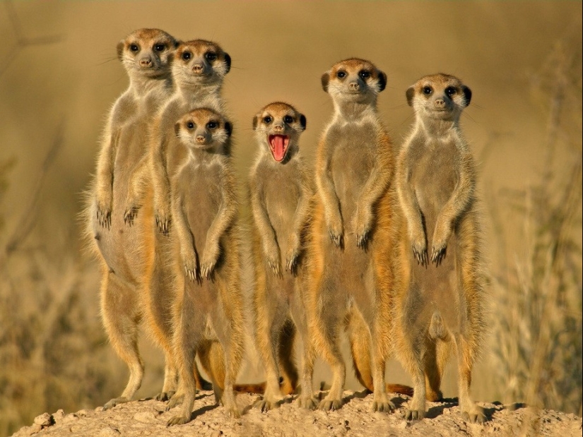 25 amos de animales que te" criarán " para galletas 25 amos de animales que te" criarán " para galletas