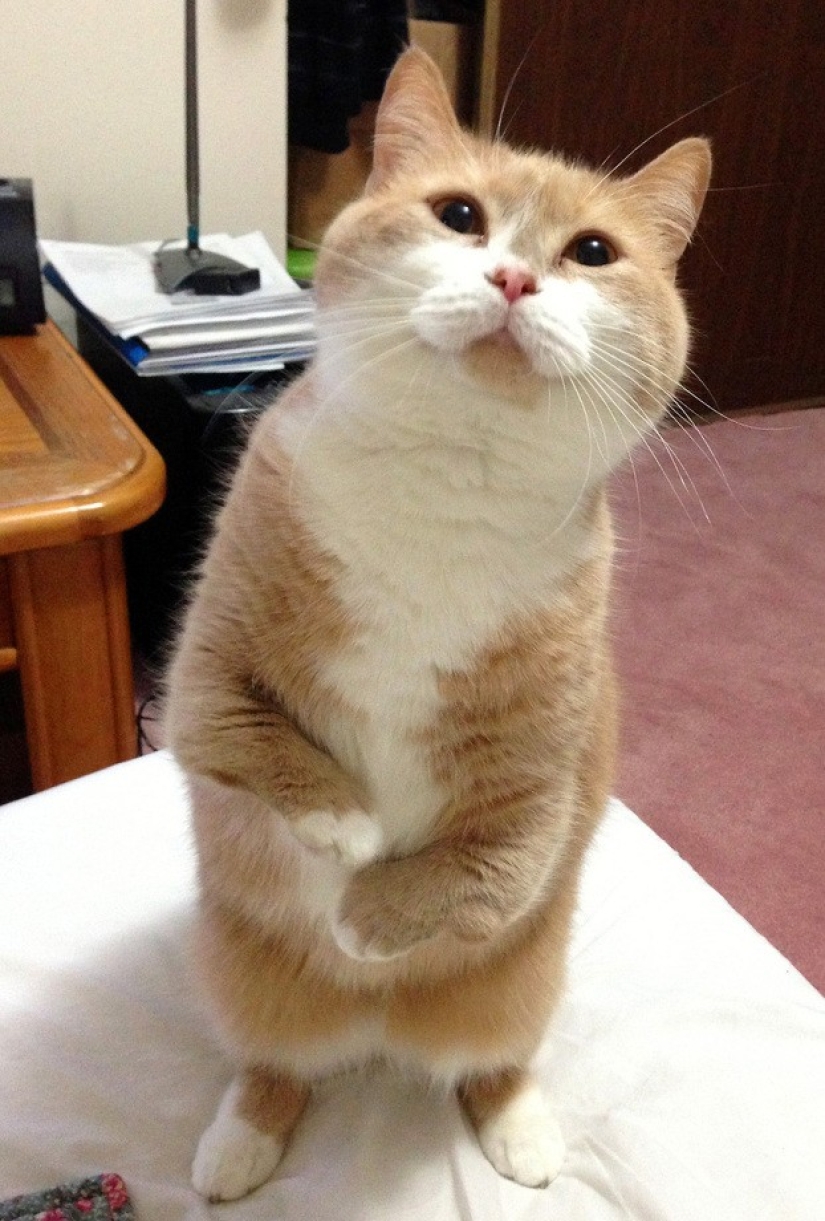 25 amos de animales que te" criarán " para galletas 25 amos de animales que te" criarán " para galletas