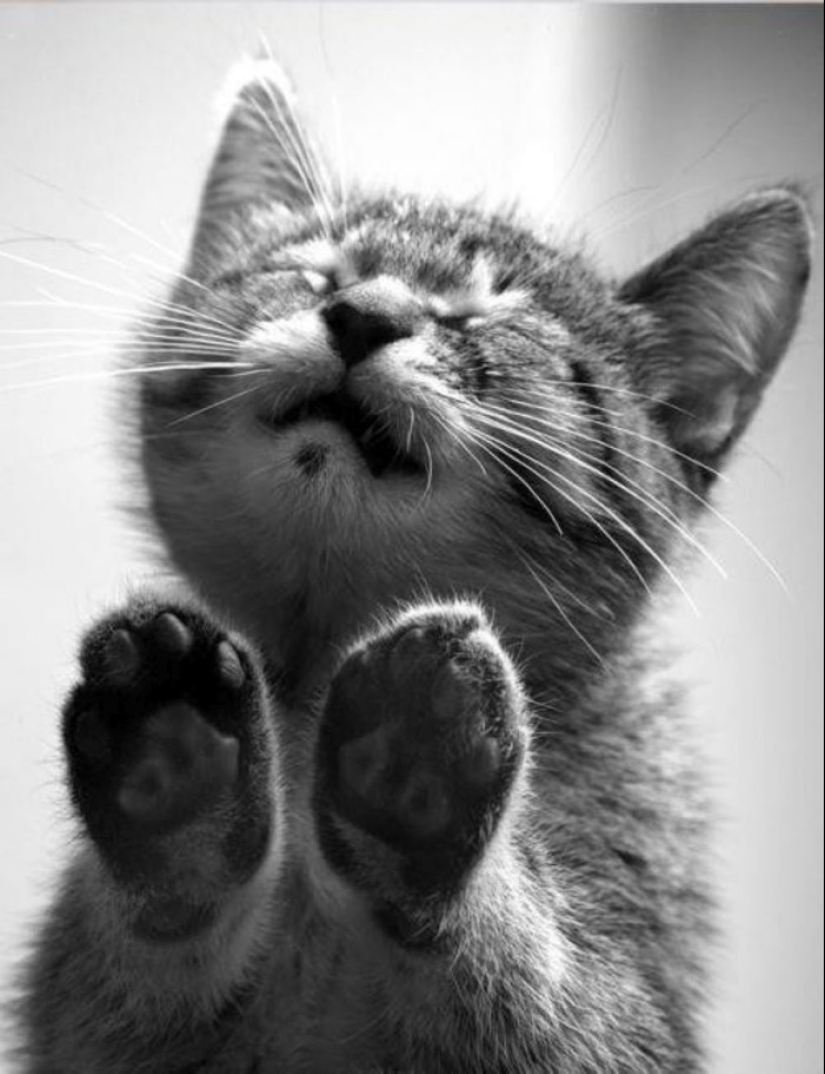 25 amos de animales que te" criarán " para galletas 25 amos de animales que te" criarán " para galletas