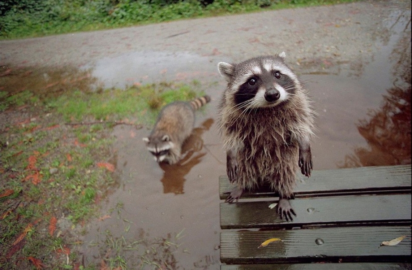 25 amos de animales que te" criarán " para galletas 25 amos de animales que te" criarán " para galletas