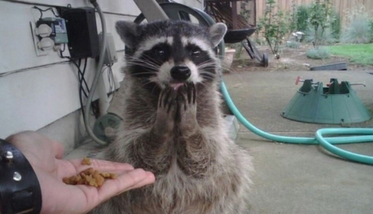 25 amos de animales que te" criarán " para galletas 25 amos de animales que te" criarán " para galletas