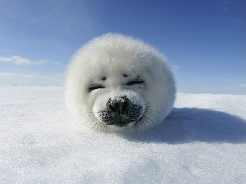 25 animal masters who will "breed" you for cookies