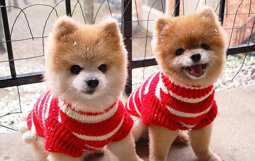 25 animal twins that will not leave you indifferent 25 animal twins that will not leave you indifferent