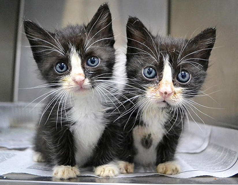25 animal twins that will not leave you indifferent 25 animal twins that will not leave you indifferent