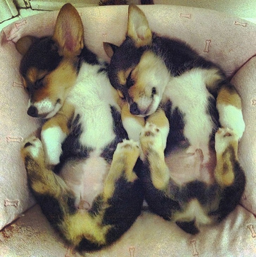 25 animal twins that will not leave you indifferent 25 animal twins that will not leave you indifferent