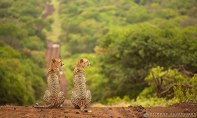 25 animal twins that will not leave you indifferent 25 animal twins that will not leave you indifferent