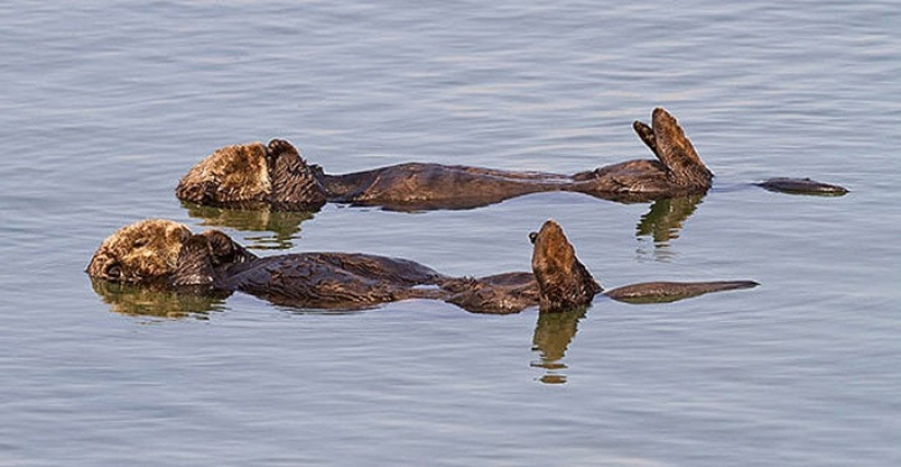 25 animal twins that will not leave you indifferent 25 animal twins that will not leave you indifferent