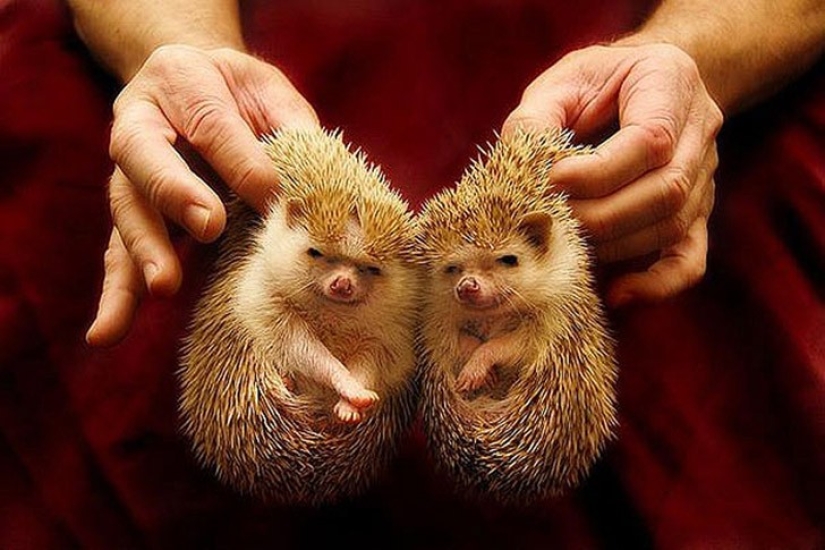 25 animal twins that will not leave you indifferent 25 animal twins that will not leave you indifferent
