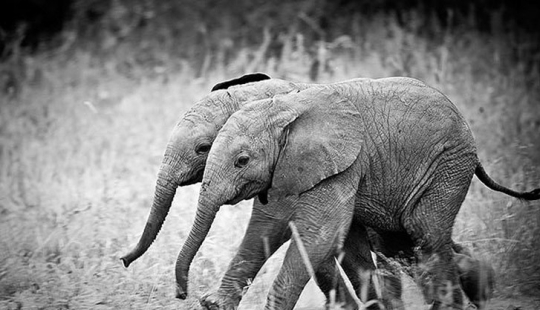 25 animales gemelos que no te dejará indiferente 25 animales gemelos que no te dejará indiferente