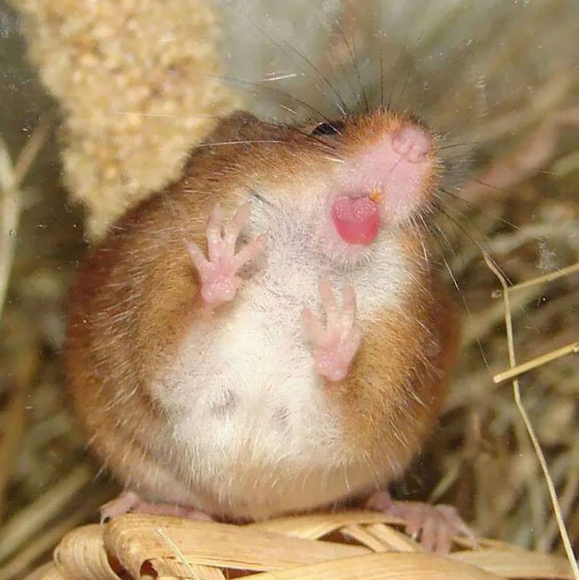 ¡25 animales que lamen ventanas y nos roban el corazón! ¡25 animales que lamen ventanas y nos roban el corazón!