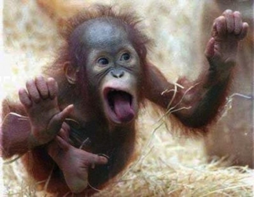 ¡25 animales que lamen ventanas y nos roban el corazón! ¡25 animales que lamen ventanas y nos roban el corazón!